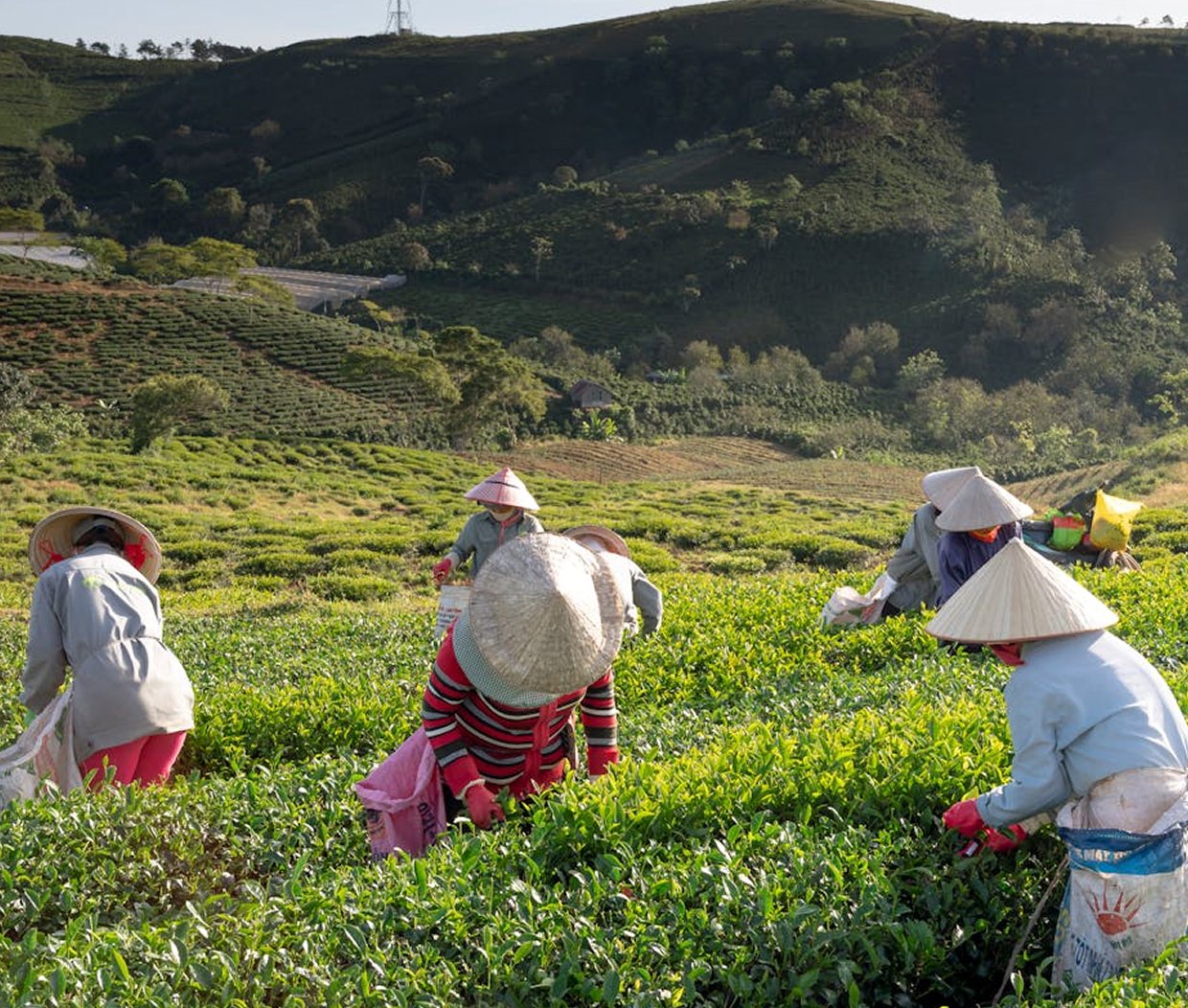 Tea - Cameron Highlands